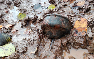 Znaleziono minę przeciwpiechotną przy ul. Jagiellończyka w Olsztynie